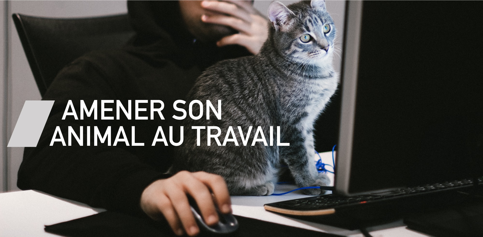 Amener son animal au travail