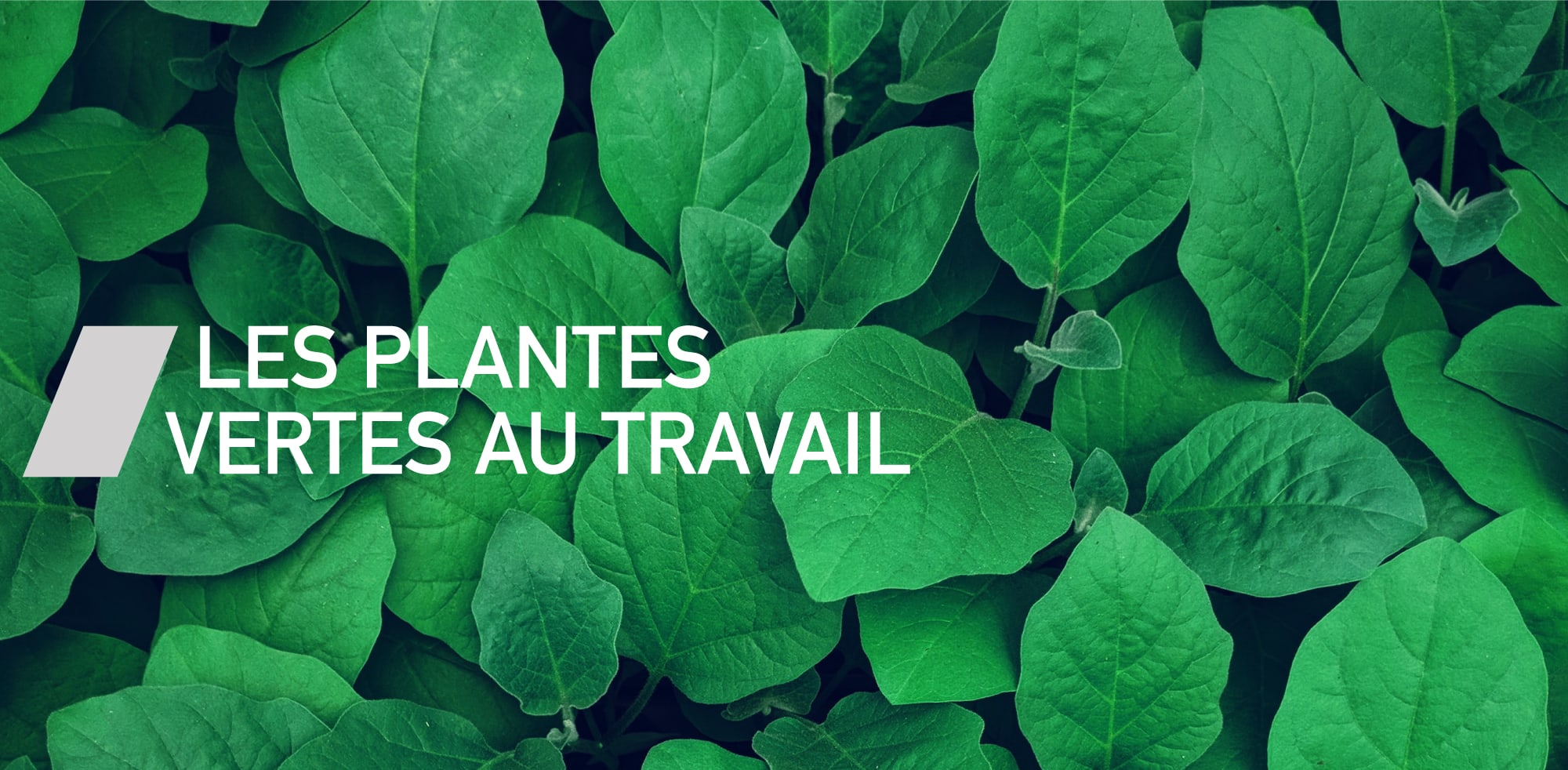 Les plantes vertes au travail